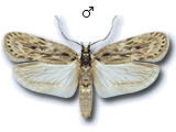 Depressaria (Depressaria) radiella