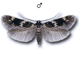 Elachista (Elachista) apicipunctella