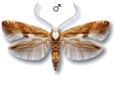 Argyresthia (Argyresthia) pruniella