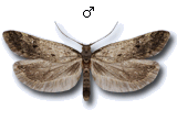 Bryotropha galbanella
