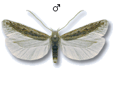 Scrobipalpula psilella