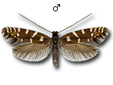 Callisto coffeella