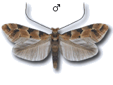 Phyllonorycter trifasciella