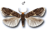 Nepticulinae