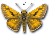 MU
