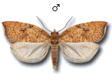 Acleris rhombana