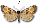 Neocochylis dubitana