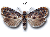 Grapholita (Aspila) janthinana