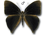MU