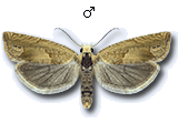 Eucosma conterminana