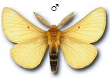 MU