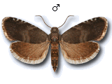 Strophedra nitidana