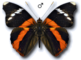 MU