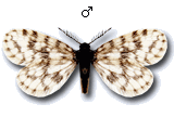 Epichnopterix plumella