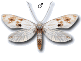 Elachista (Elachista) maculicerusella