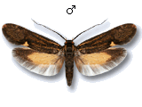 Esperia sulphurella