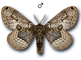 Brahmaea europaea