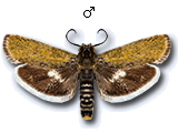 MU