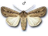 Leucania putrescens