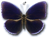 MU