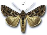 Ctenoplusia (Ctenoplusia) limbirena