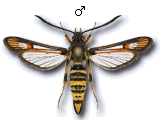 Bembecia (Bembecia) uroceriformis