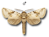 MU
