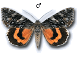 MU