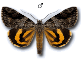 MU