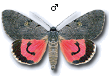 MU