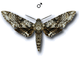 MU