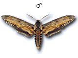 MU
