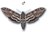MU