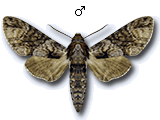 MU