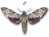 MU