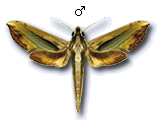MU