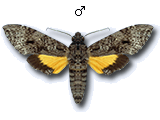 MU
