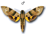MU
