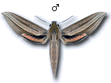 MU