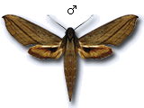 MU