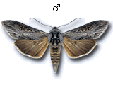 MU