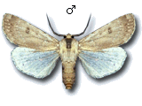 MU