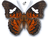 MU