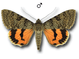 MU