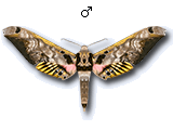 MU