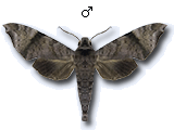MU