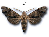 MU