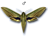 MU