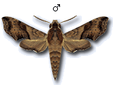 MU