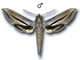 MU